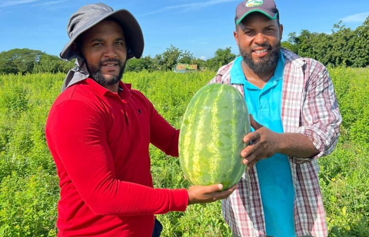 República Dominicana marca un hito en la agricultura con semillas de sandía de alto rendimiento