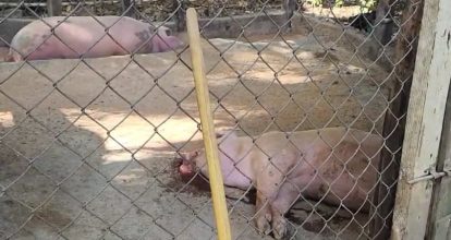 Fiebre porcina africana arrasa con cerdos en El Pino de Dajabón y deja a criadores en la ruina
