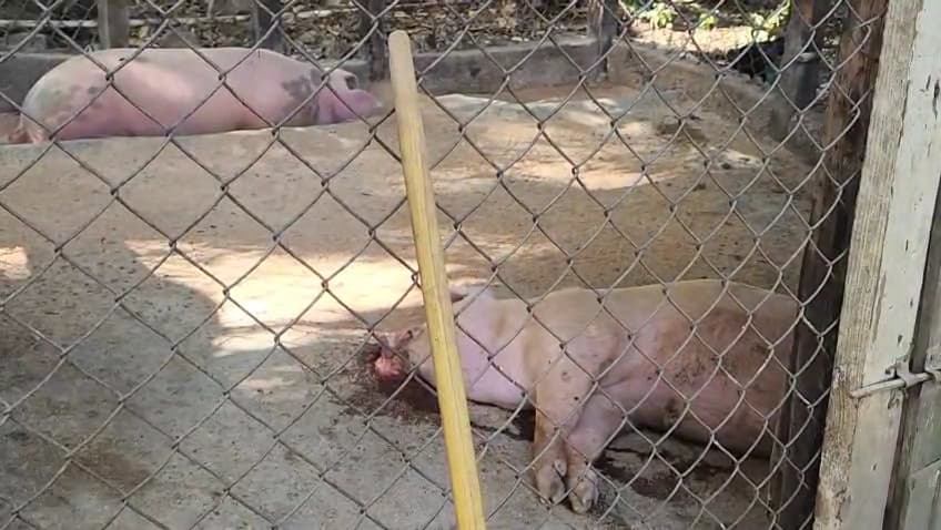 Fiebre porcina africana arrasa con cerdos en El Pino de Dajabón y deja a criadores en la ruina
