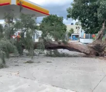 Árbol cae en estación de gas en la autopista Joaquín Balaguer; no se reportan heridos