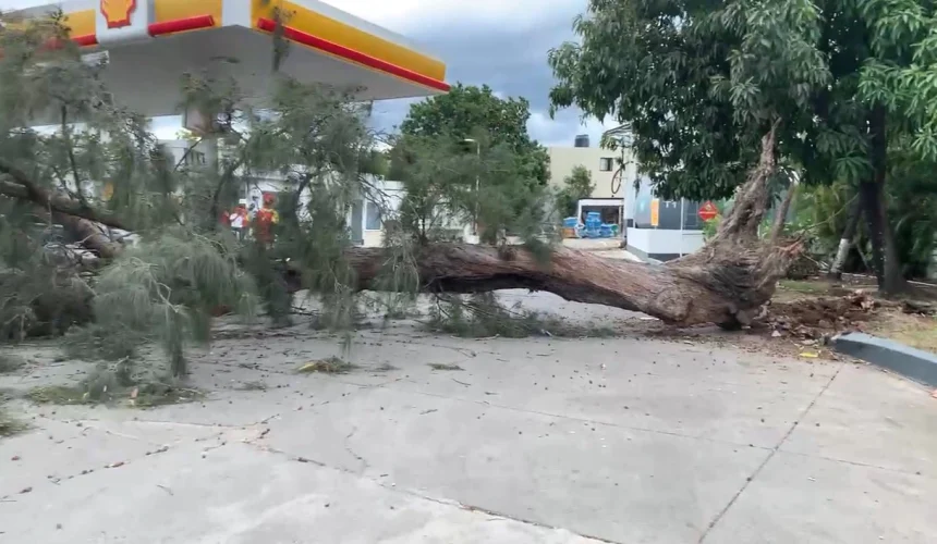 Árbol cae en estación de gas en la autopista Joaquín Balaguer; no se reportan heridos