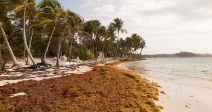 RD reafirma llamado ante la Unesco a declarar el sargazo como emergencia ambiental regional