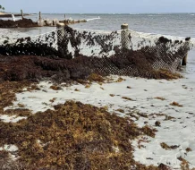 Denuncian Hotel destruye hábitat de tortugas marinas en Uvero Alto