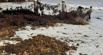 Denuncian Hotel destruye hábitat de tortugas marinas en Uvero Alto