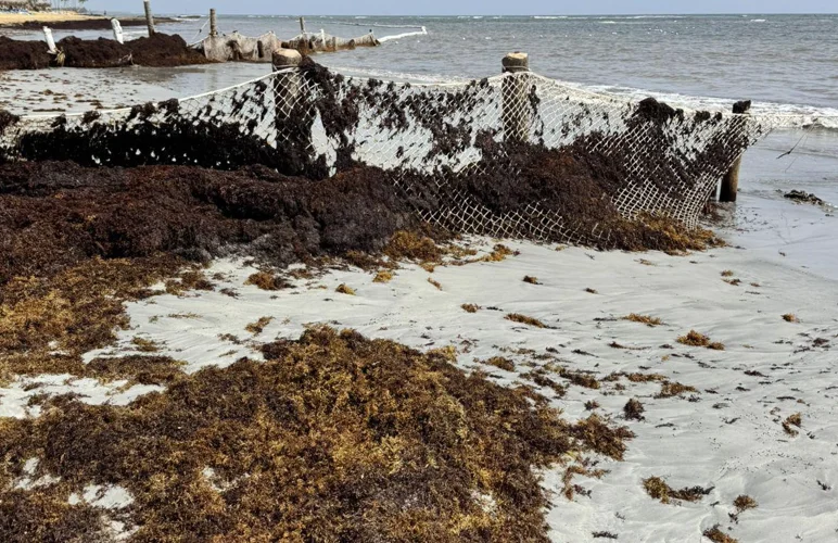 Denuncian Hotel destruye hábitat de tortugas marinas en Uvero Alto