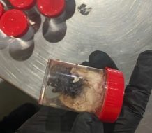 La aduana alemana descubre 1,500 arañas en envases de galletas