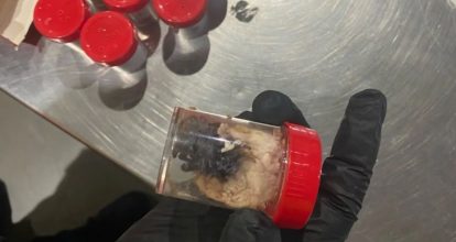 La aduana alemana descubre 1,500 arañas en envases de galletas