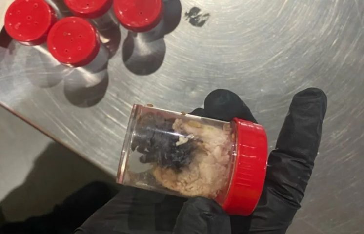 La aduana alemana descubre 1,500 arañas en envases de galletas
