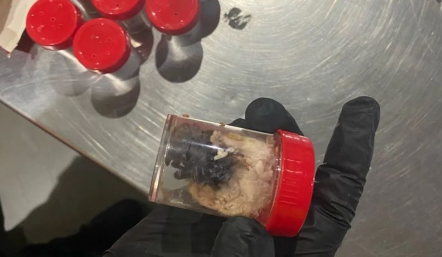 La aduana alemana descubre 1,500 arañas en envases de galletas