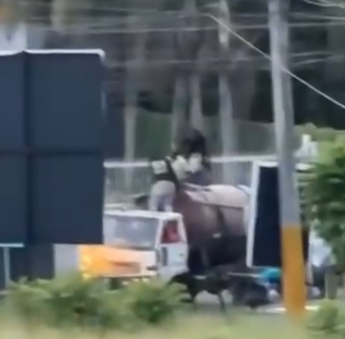 DGM detiene 12 inmigrantes haitianos indocumentados que eran trasladados en el tanque de un camión cisterna