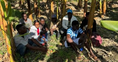 Detienen grupo de haitianos indocumentados ocultos en un platanal en Montecristi