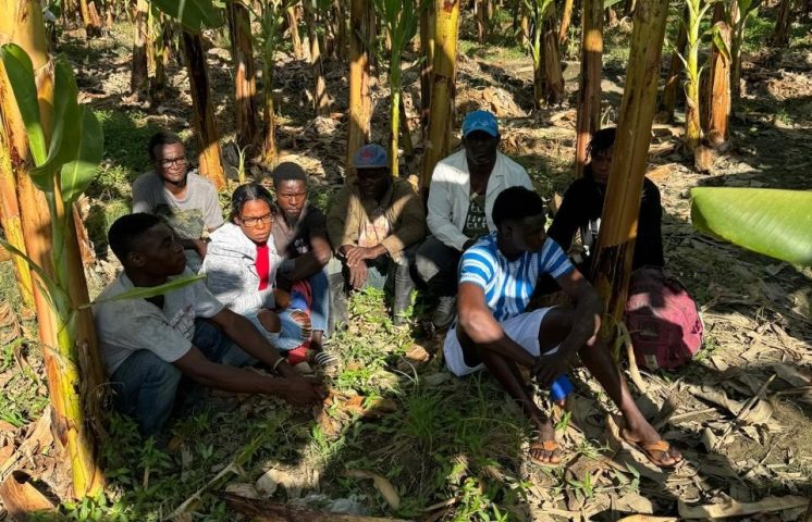 Detienen grupo de haitianos indocumentados ocultos en un platanal en Montecristi