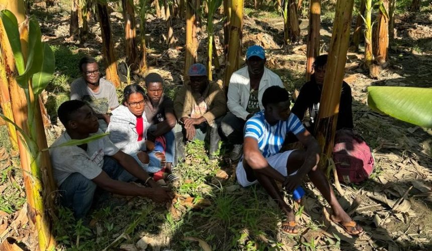 Detienen grupo de haitianos indocumentados ocultos en un platanal en Montecristi