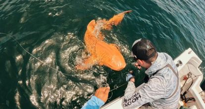 Registran el primer tiburón nodriza naranja del mundo