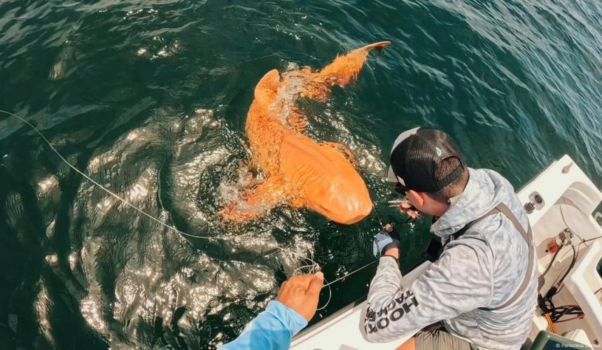 Registran el primer tiburón nodriza naranja del mundo