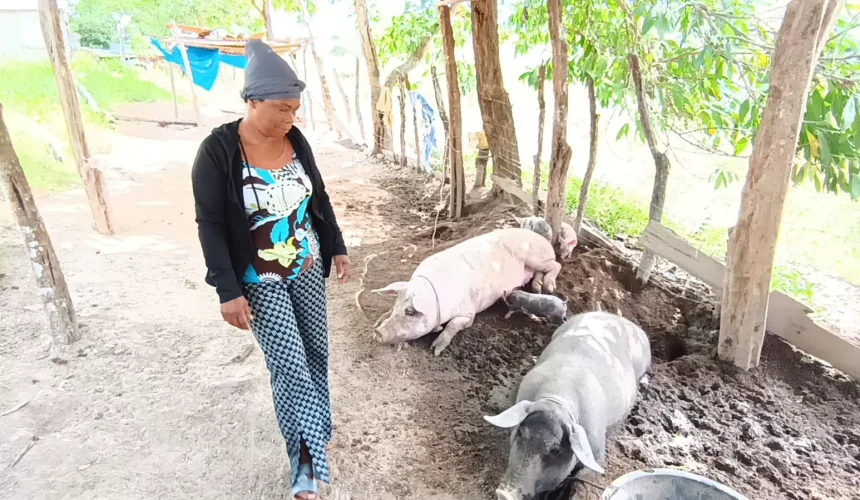 Preocupación en Dajabón ante brote que diezma población porcina