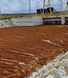 Gobierno lanza operativo para contrarrestar el sargazo en Punta Catalina