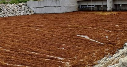 Gobierno lanza operativo para contrarrestar el sargazo en Punta Catalina