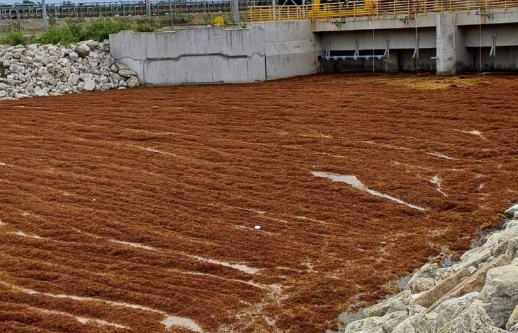 Gobierno lanza operativo para contrarrestar el sargazo en Punta Catalina