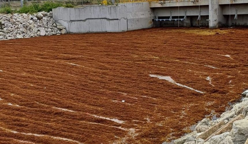 Gobierno lanza operativo para contrarrestar el sargazo en Punta Catalina