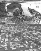 Se cumplen hoy 46 años del ciclón David, el fenómeno que dejó más de 2mil muertos en RD