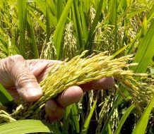 ADOFA garantiza la recolección de cosecha y asegura este año no ha sido necesaria importación de arroz