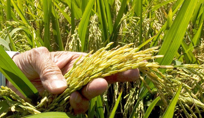 ADOFA garantiza la recolección de cosecha y asegura este año no ha sido necesaria importación de arroz