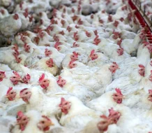 Abinader destaca aumento del poder de compra: “Hoy se compran 232 libras de pollo, en 2012 solo 113”