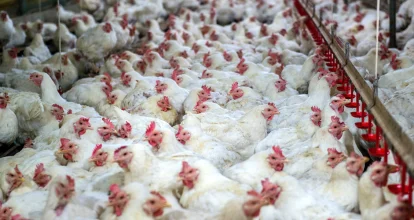 Abinader destaca aumento del poder de compra: “Hoy se compran 232 libras de pollo, en 2012 solo 113”