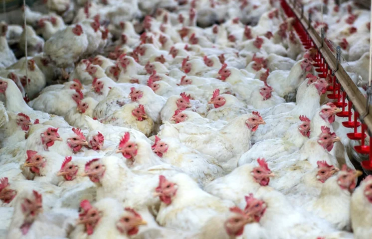 Abinader destaca aumento del poder de compra: “Hoy se compran 232 libras de pollo, en 2012 solo 113”