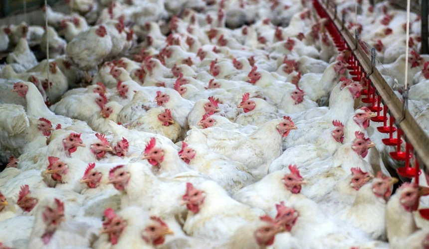Abinader destaca aumento del poder de compra: “Hoy se compran 232 libras de pollo, en 2012 solo 113”