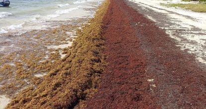 Advierten sobre récord histórico de sargazo en Atlántico tropical
