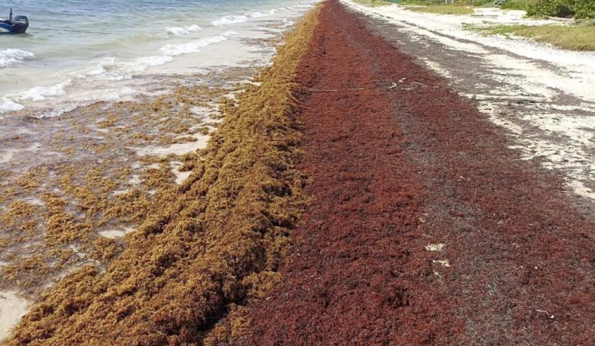 Advierten sobre récord histórico de sargazo en Atlántico tropical