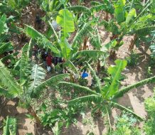 Detienen indocumentados que se ocultaban en plantaciones en Mao