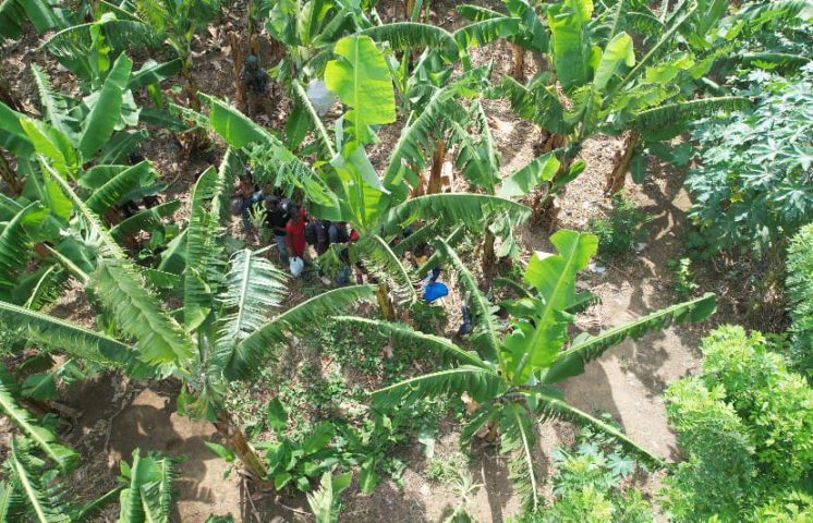 Detienen indocumentados que se ocultaban en plantaciones en Mao