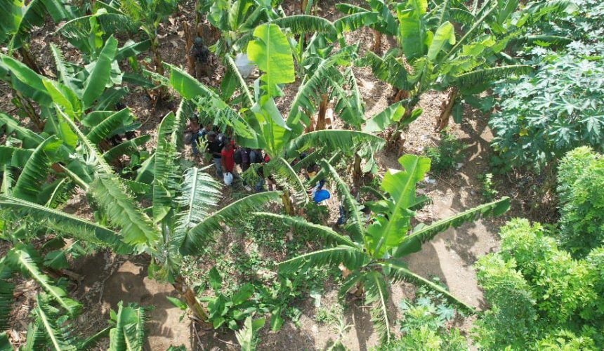 Detienen indocumentados que se ocultaban en plantaciones en Mao
