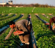 Hoy es el Día Mundial de la Agricultura; conozca los principales países agricultores