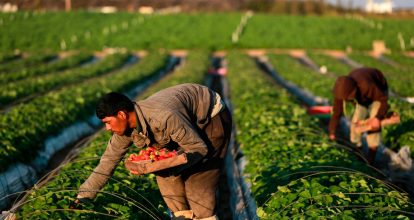 Hoy es el Día Mundial de la Agricultura; conozca los principales países agricultores