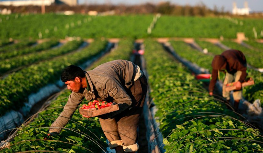 Hoy es el Día Mundial de la Agricultura; conozca los principales países agricultores