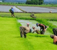Productores de arroz en crisis por importaciones y altos costos de producción