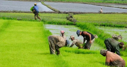 Productores de arroz en crisis por importaciones y altos costos de producción