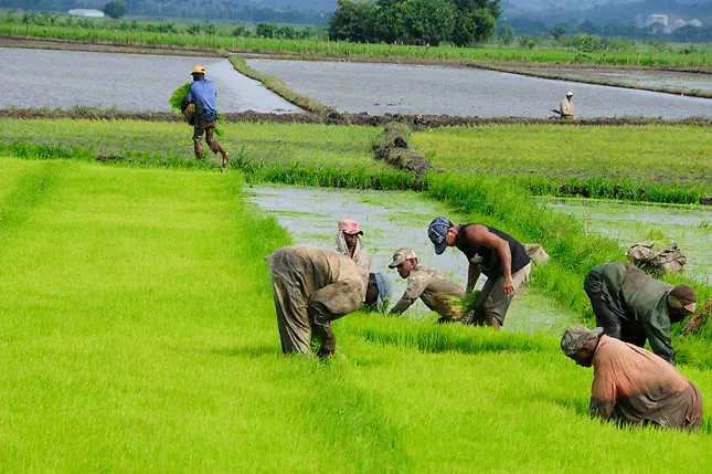 Productores de arroz en crisis por importaciones y altos costos de producción