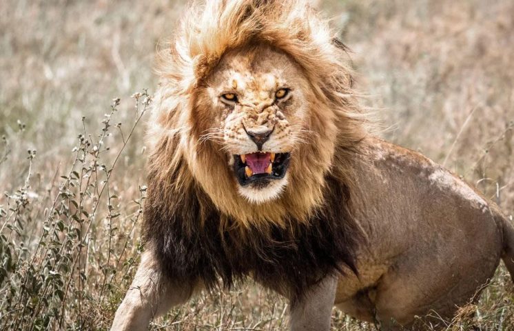 Leones atacan y matan un trabajador de un zoológico frente a turistas en Tailandia