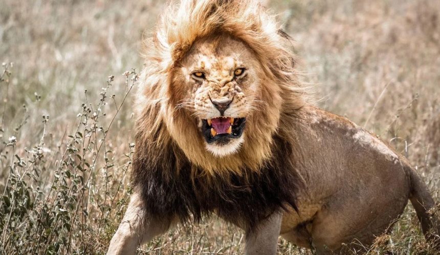 Leones atacan y matan un trabajador de un zoológico frente a turistas en Tailandia