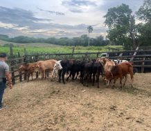 PN recupera 34 becerros sustraídos mediante estafa en Nagua