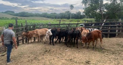 PN recupera 34 becerros sustraídos mediante estafa en Nagua