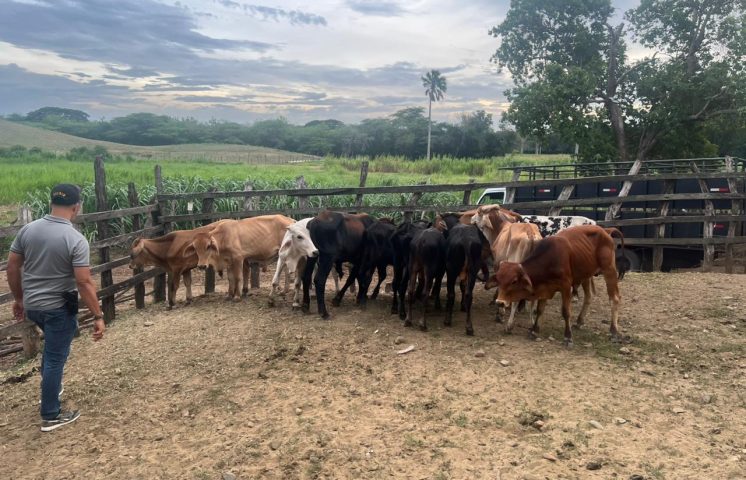 PN recupera 34 becerros sustraídos mediante estafa en Nagua