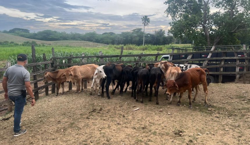 PN recupera 34 becerros sustraídos mediante estafa en Nagua