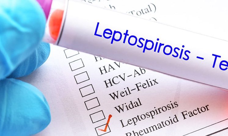 Salud Pública reporta 11 nuevos casos de leptospirosis en la última semana de octubre