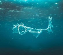 Analizan bacterias con potencial para degradar microplásticos marinos
